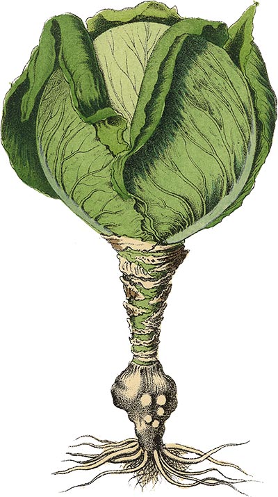 matrix boulder cabbage